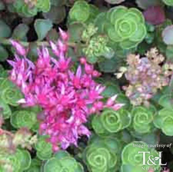 sedum spurium succulent Sedum spurium Dragon's Blood 4in