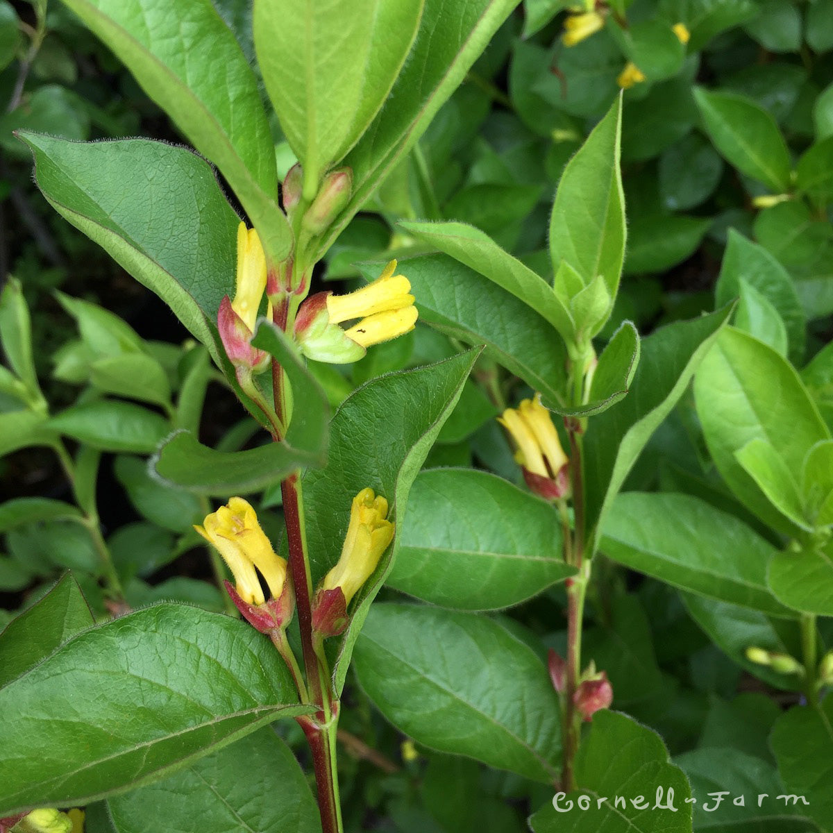Lonicera involucrata 1gal Twinberry