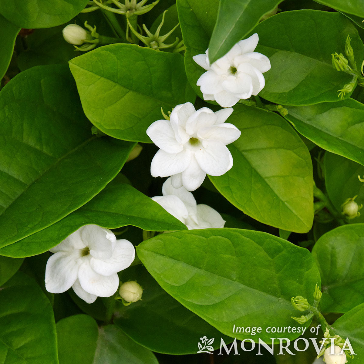 Jasmine sambac Arabian Jasmine 2gal – Cornell Farm