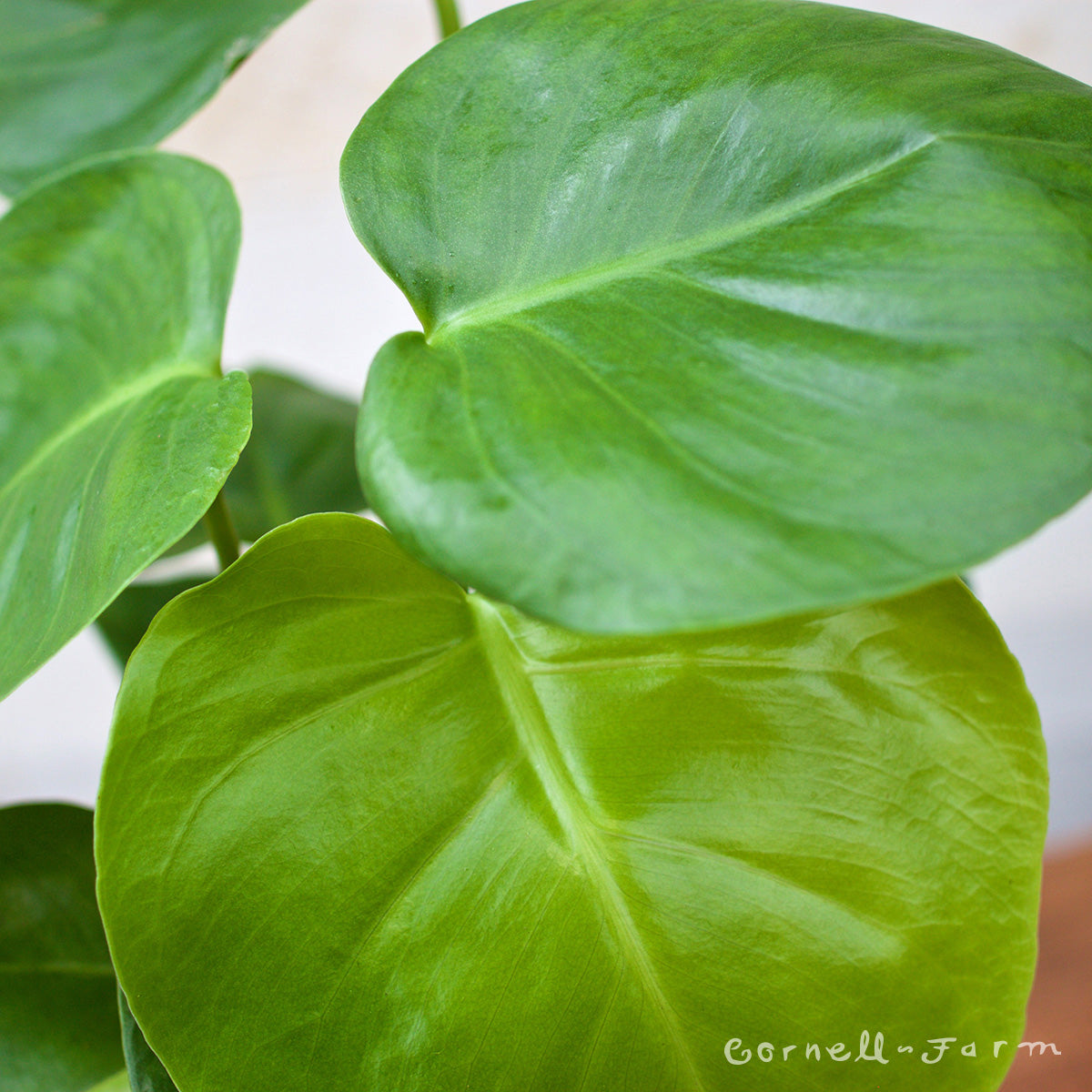 the plant farm monstera deliciosa split leaf 6 inch plant Monstera deliciosa 6in Split Leaf – Cornell Farm
