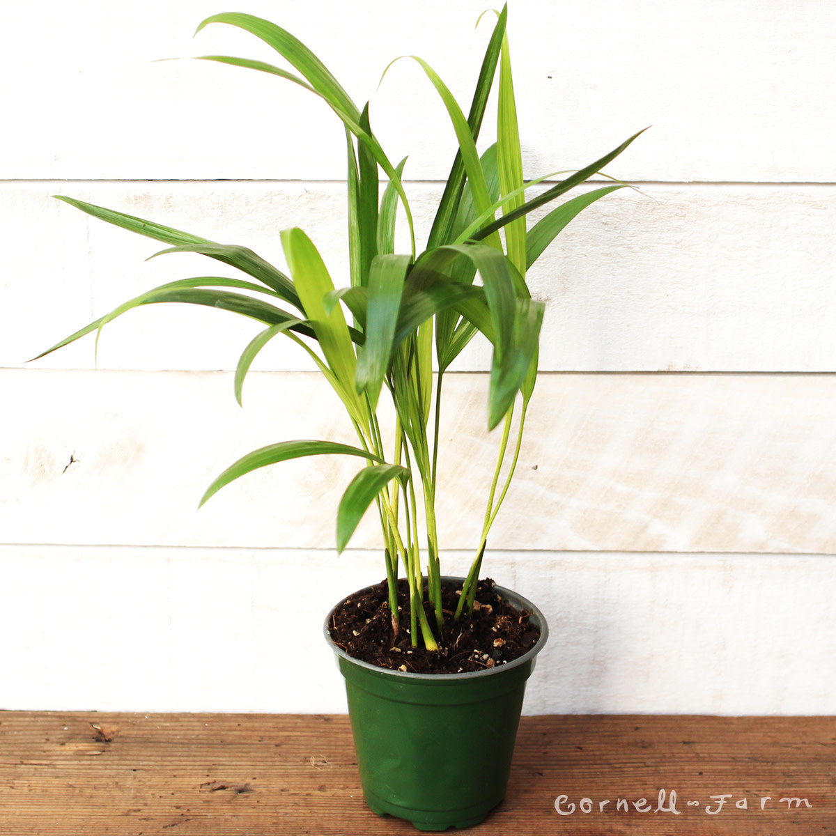 areca palm farming Dypsis lutescens 6in Areca Palm