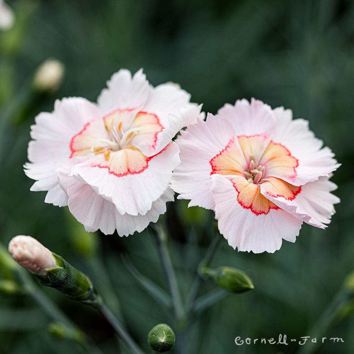 Dianthus Georgia Peach Qrt. American Pie CF – Cornell Farm