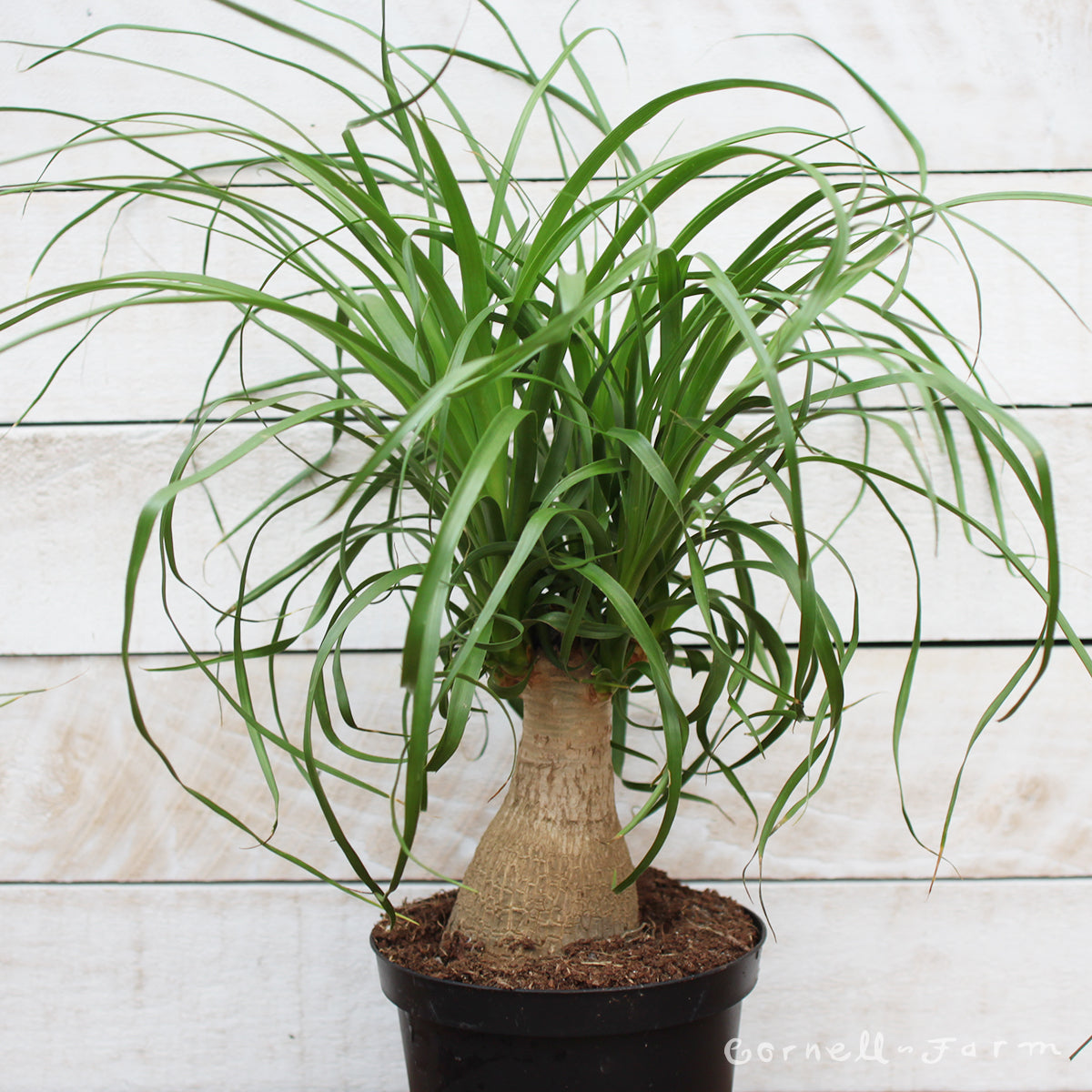 ponytail palm stump Beaucarnea recurvata 4in Ponytail Palm stump