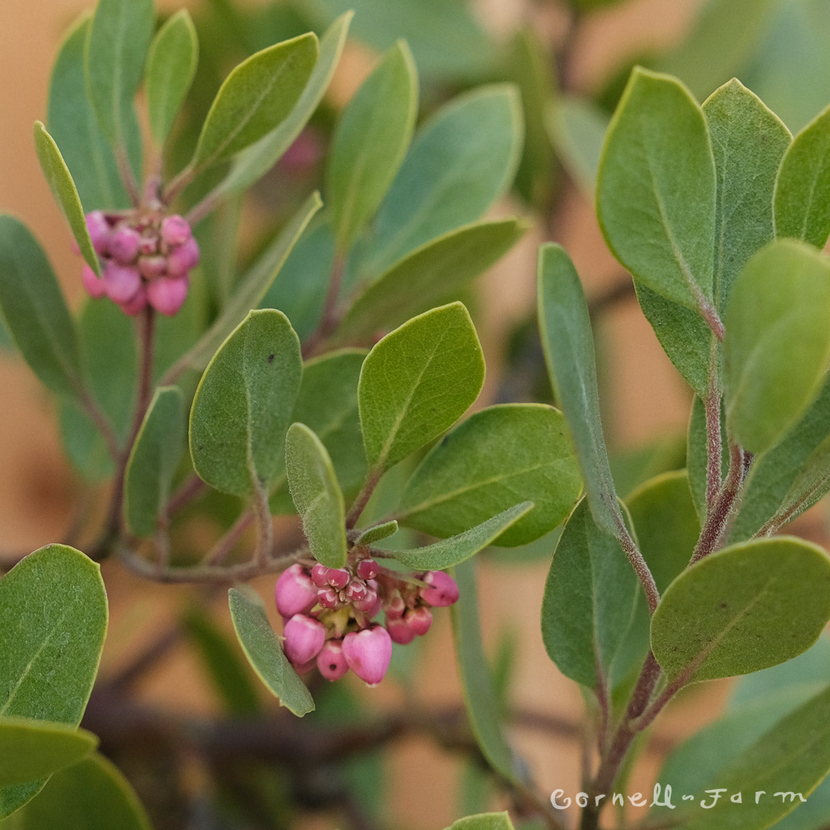 Arctostaphylos x c. Chieftain 3gal. Manzanita – Cornell Farm