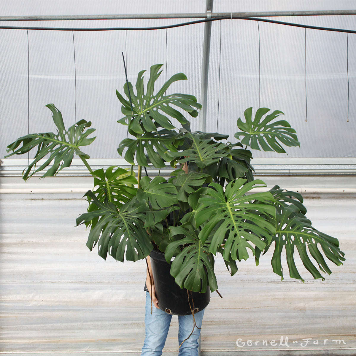 Monstera deliciosa 18in Split Leaf – Cornell Farm