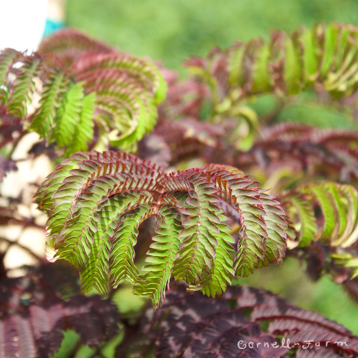 Albizia j. Summer Chocolate 7gal Mimosa – Cornell Farm