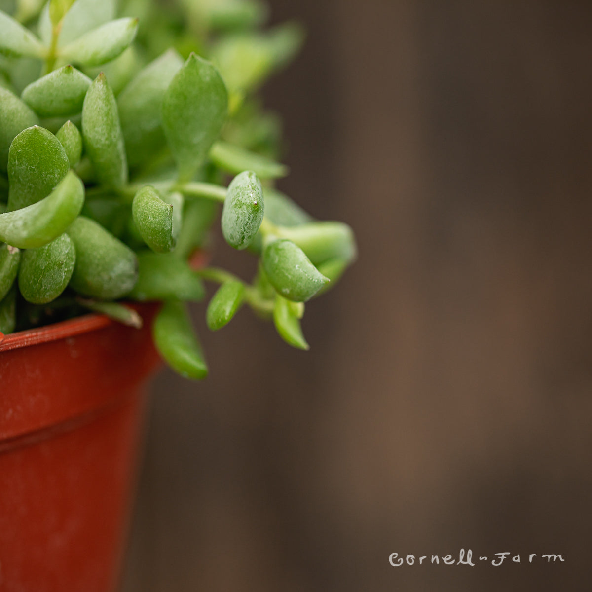Cotyledon pendens 4in Cliff Hanger