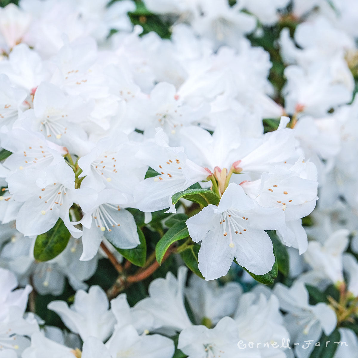 rhododendron inmultire Rhododendron Dora Amateis 2gal White
