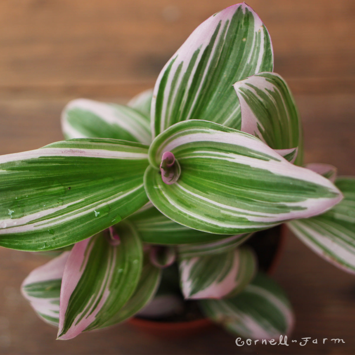 Tradescantia albiflora 4in Nanouk – Cornell Farm