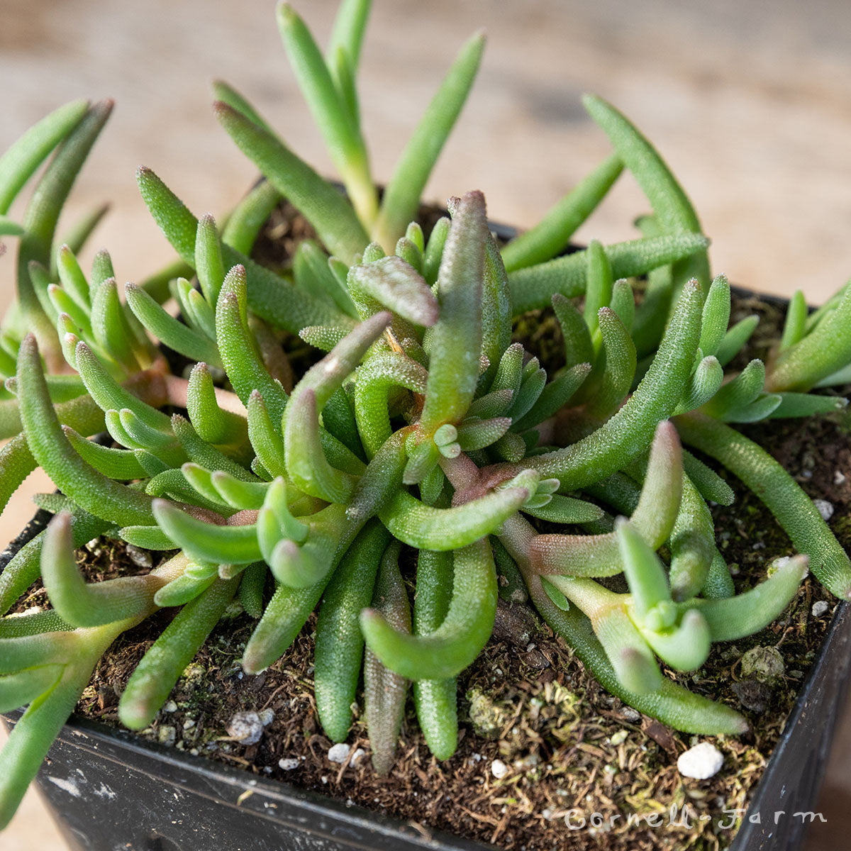 delosperma cooperi succulent Delosperma cooperi 4in Ice Plant – Cornell Farm
