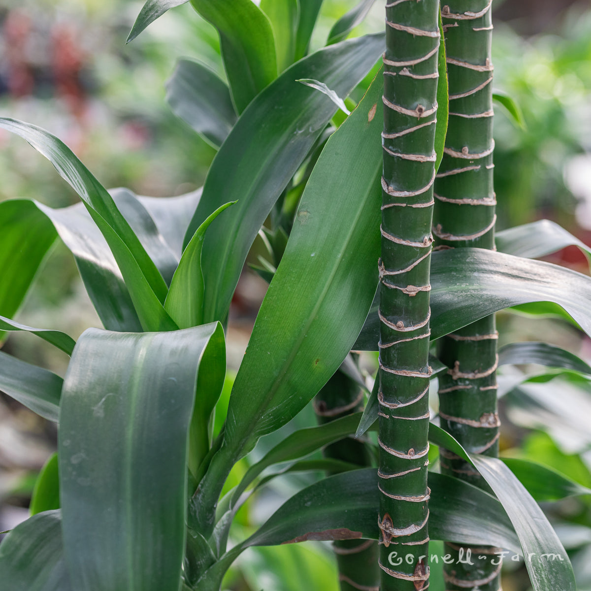 dracaena black beauty Dracaena frag. 12in Black Beauty (4-5ft)