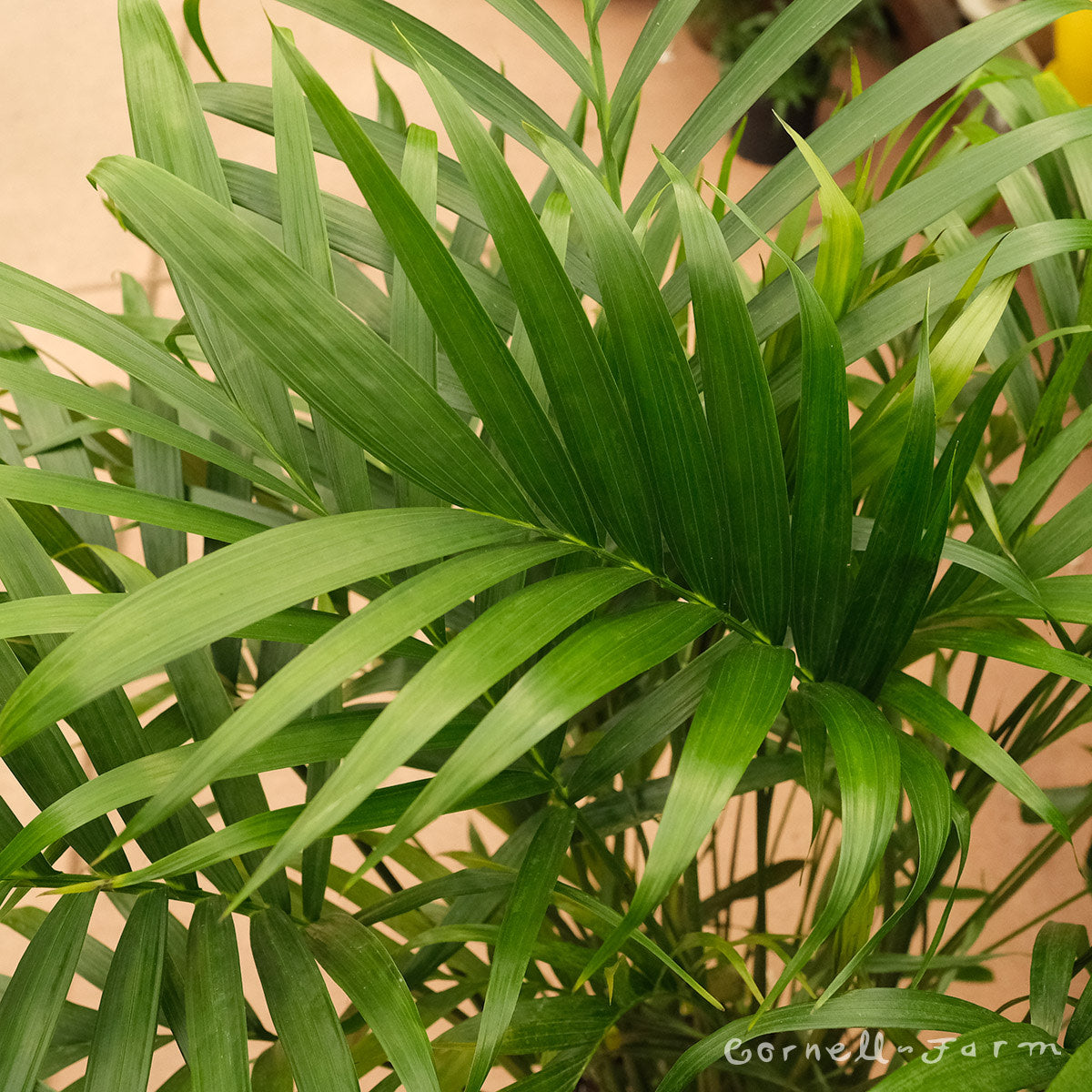 Chamaedorea 14in Cat Palm – Cornell Farm
