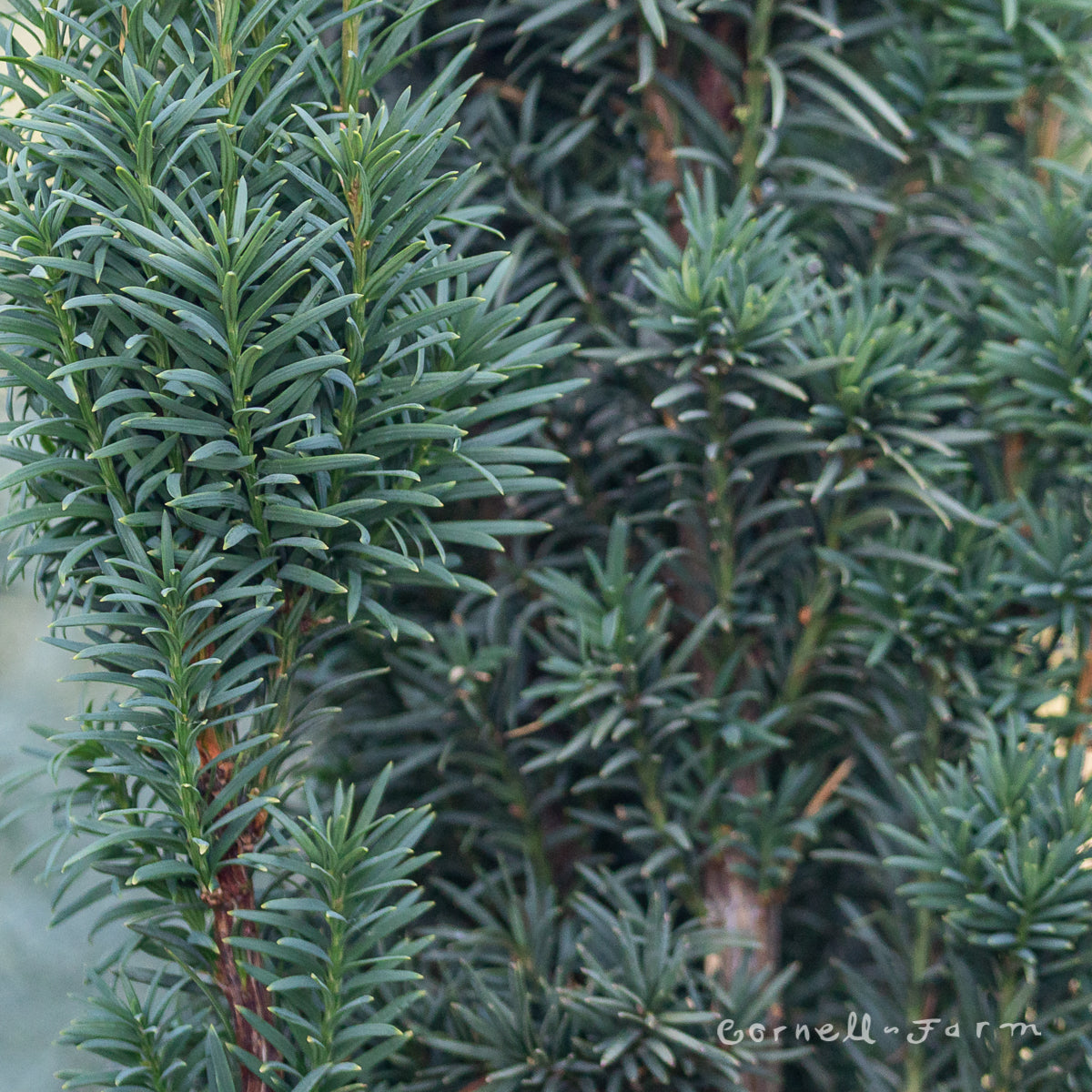 taxus b fastigiata Taxus b. Fastigiata 3gal Irish Yew