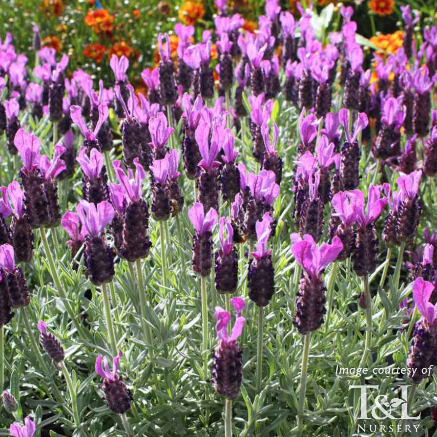 big lavender plants Lavandula La Diva Big Night 4in Spanish Lavender – Cornell Farm
