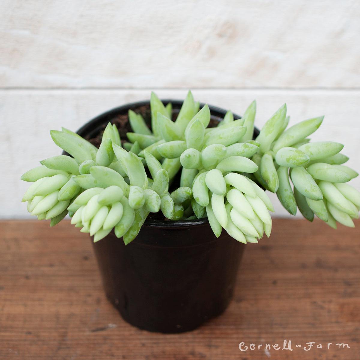 donkeys tail succulent Burro's Tail