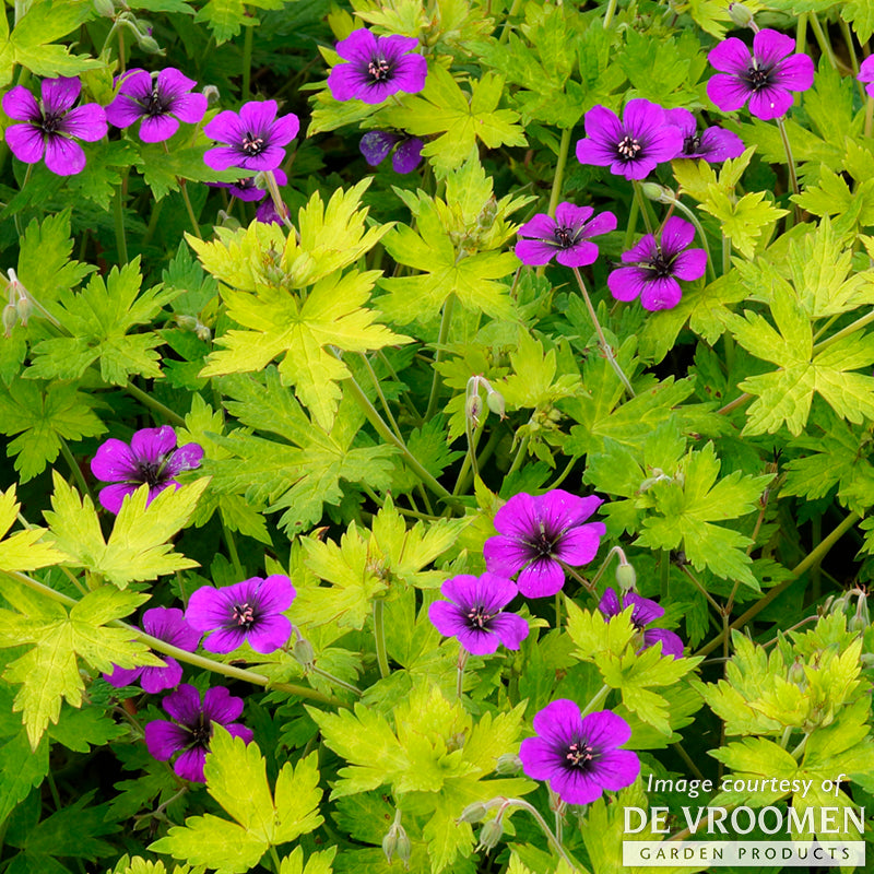 geranium anne thomson seeds Geranium Ann Thomson 1gal CF Hardy Geranium