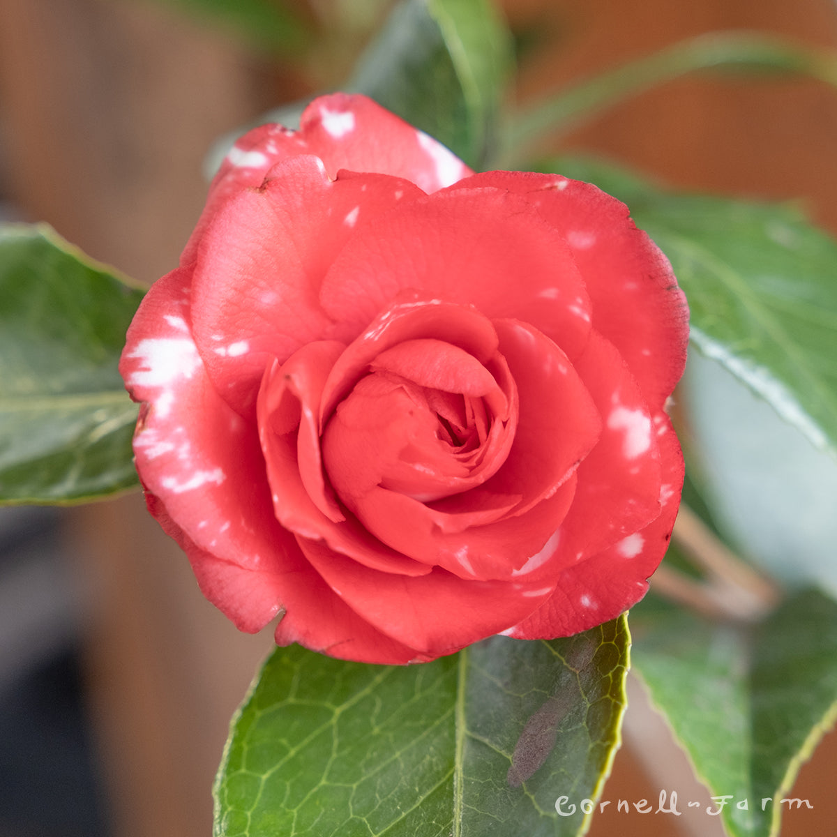 Camellia j. Daikagura 5gal – Cornell Farm