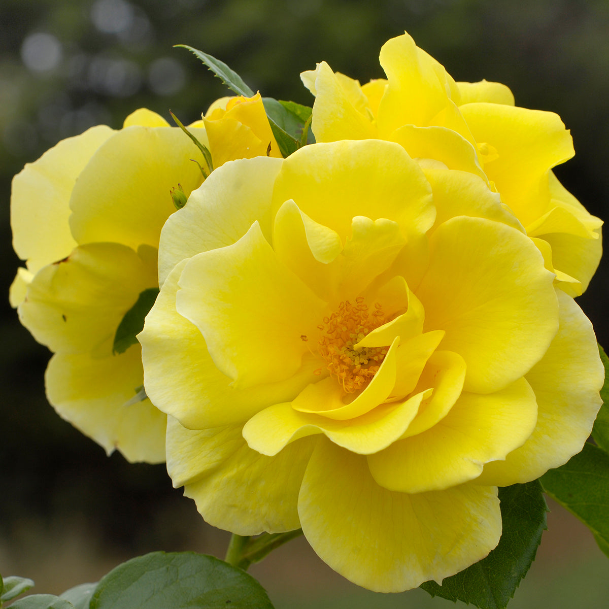 Rose Smiley Face 5gal Climber – Cornell Farm
