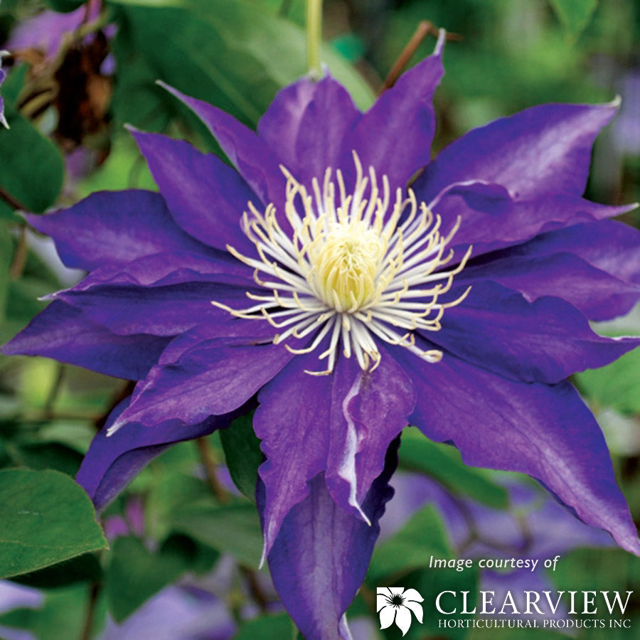 レア!! 遊佐未森/clematis Rare Clematis【East River】-LivePlant｜东方河流Large Star