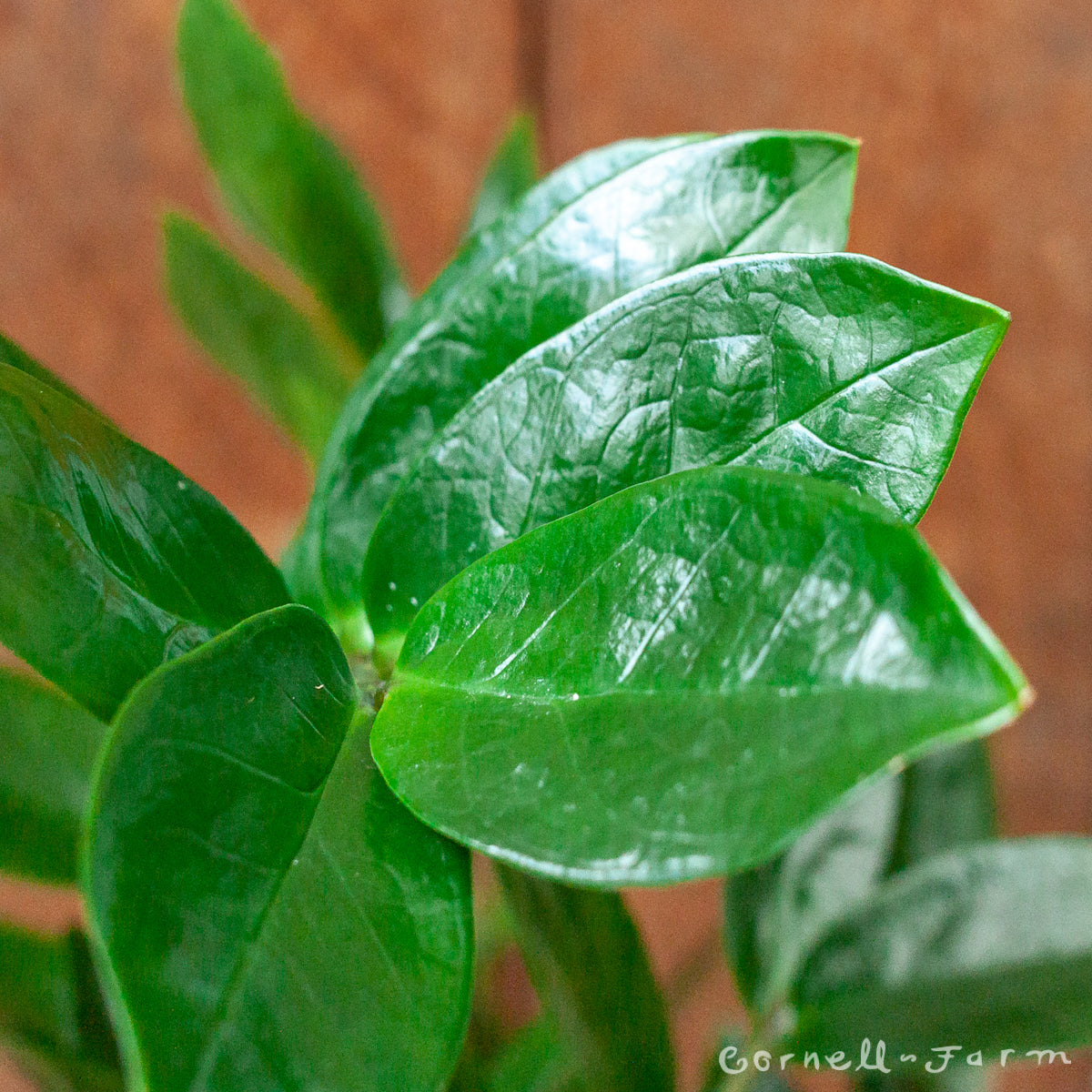 zz plant white spots Zamioculcas zamiifolia 14in ZZ Plant – Cornell Farm