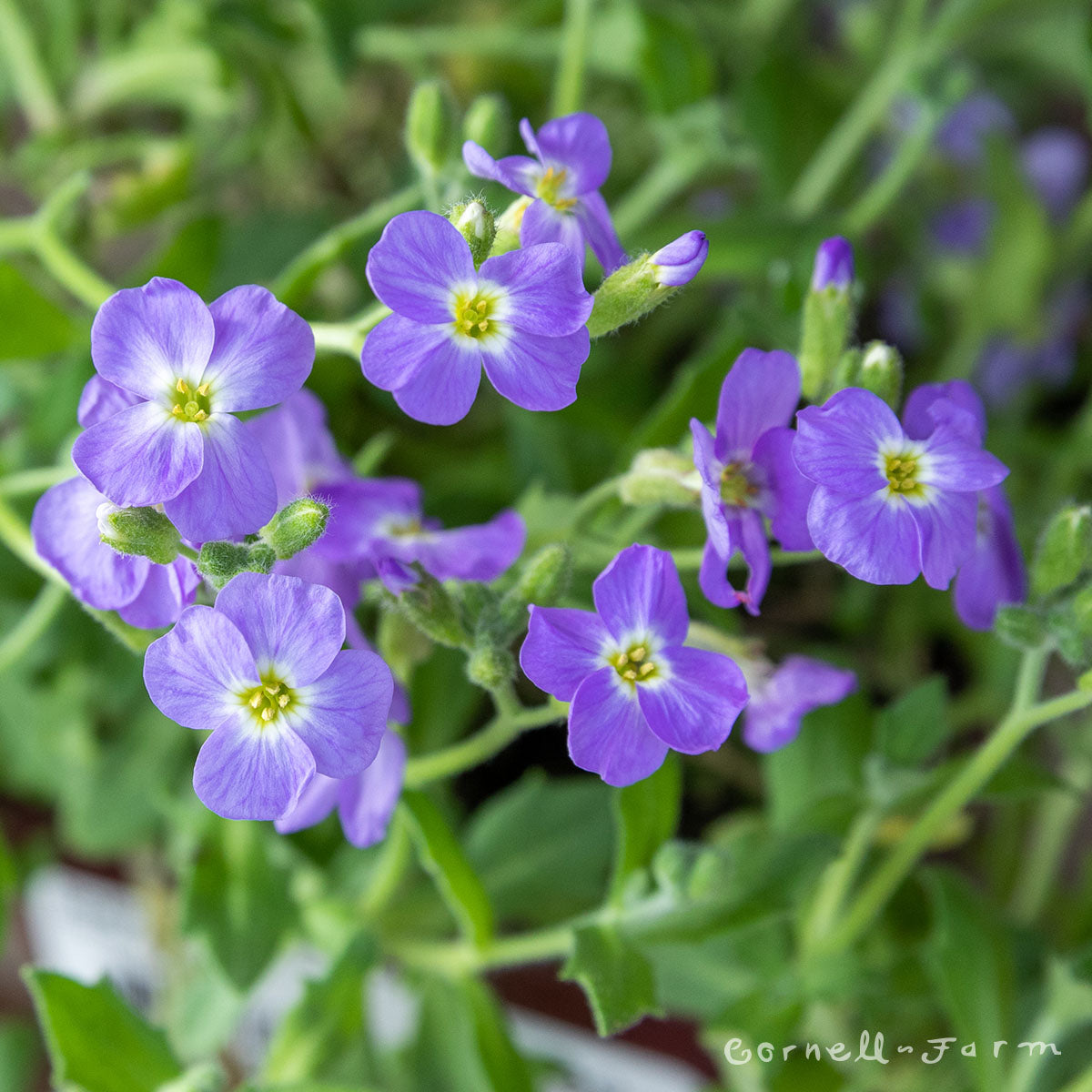 aubrieta plants Aubrieta Large Flowered Mix 4in – Cornell Farm