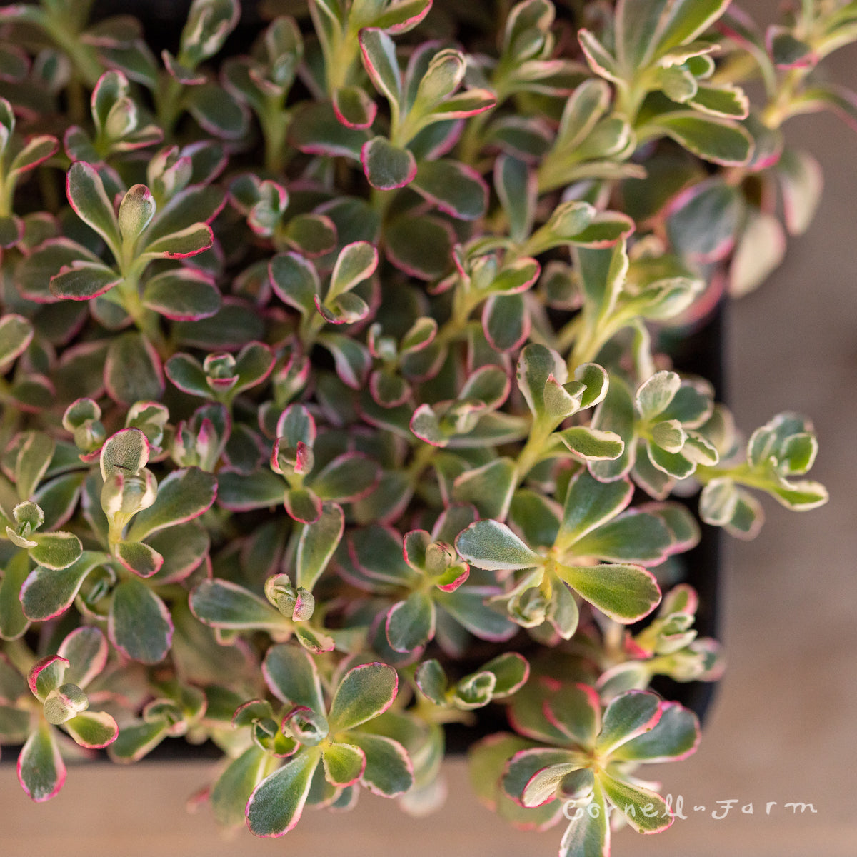 sedum tricolor succulent Sedum spurium Tricolor 4.25in CF