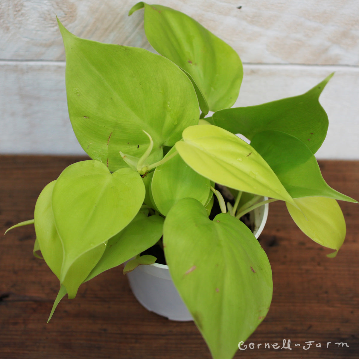 philodendron hederaceum neon Philodendron hederaceum 6in Neon