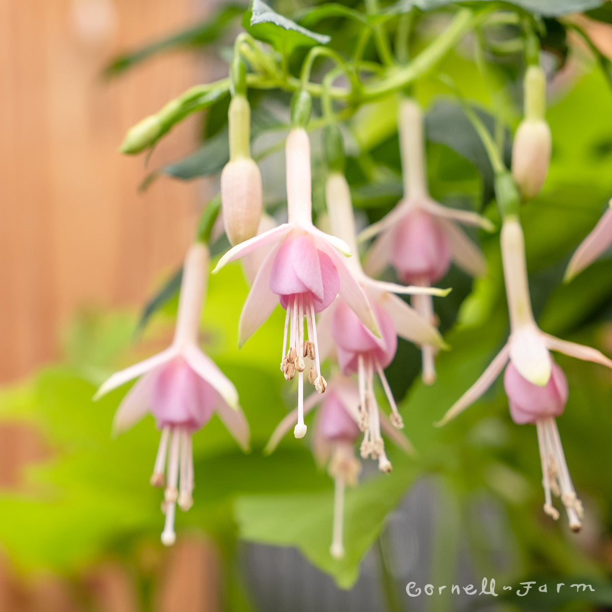 Fuchsia White Knights Pearl 1gal CF – Cornell Farm