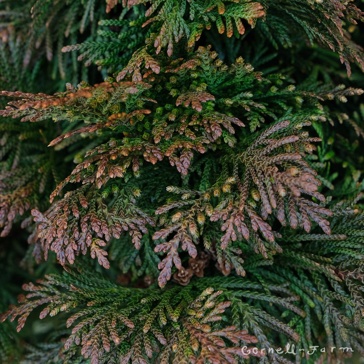 Thuja p. Gruene Kugel 3gal