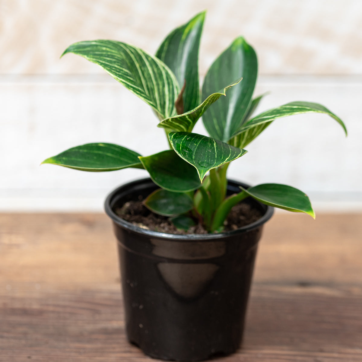 Philodendron 4in Birkin