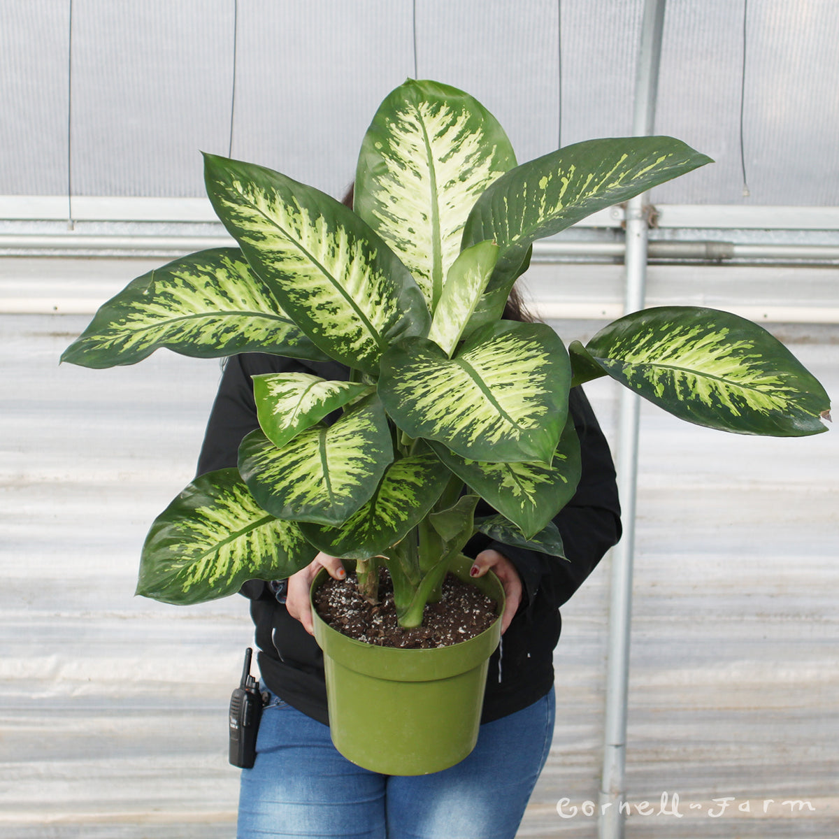 Dieffenbachia amoena 6in Tropic Snow – Cornell Farm
