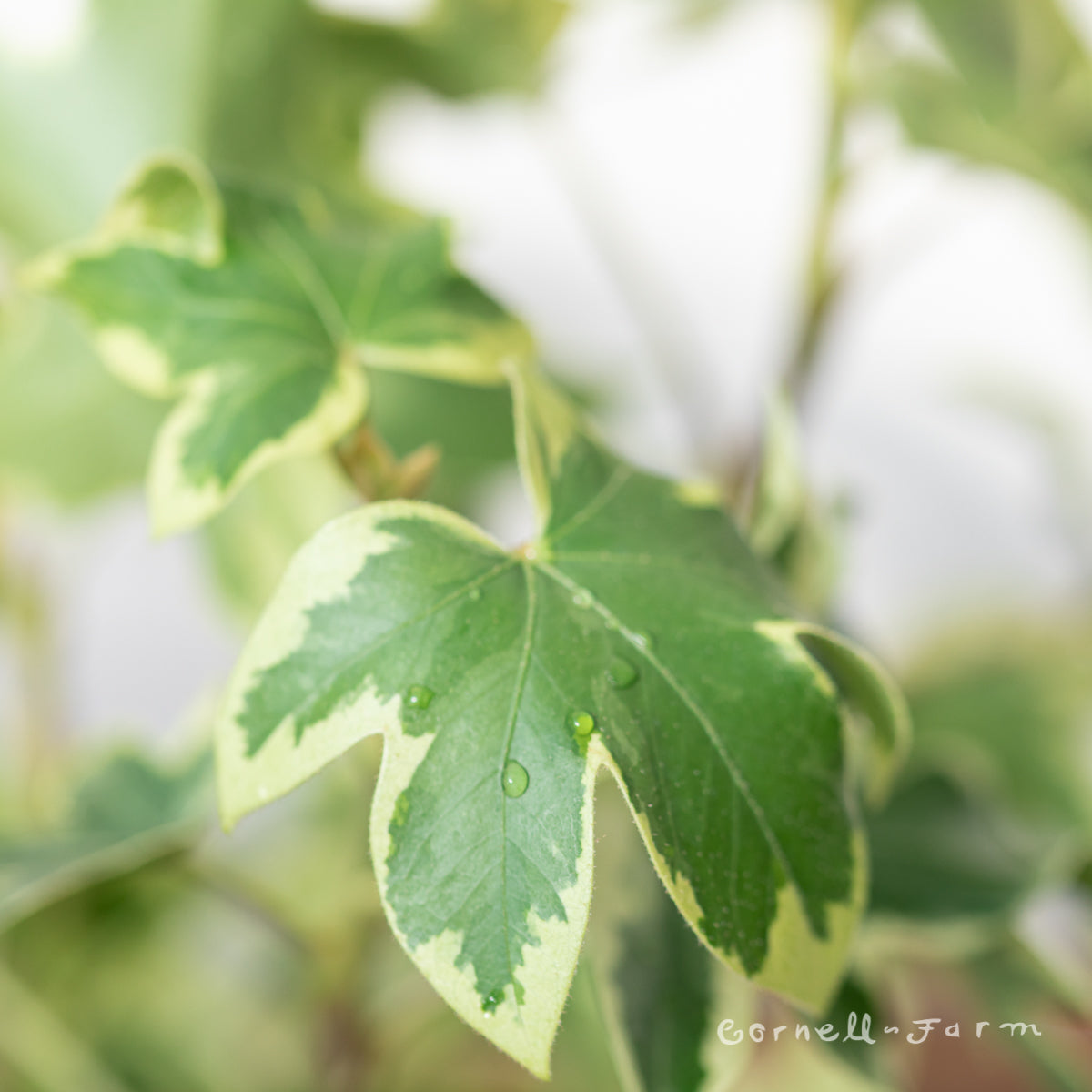 Fatshedera lizei variegata 6in Variegated Tree Ivy