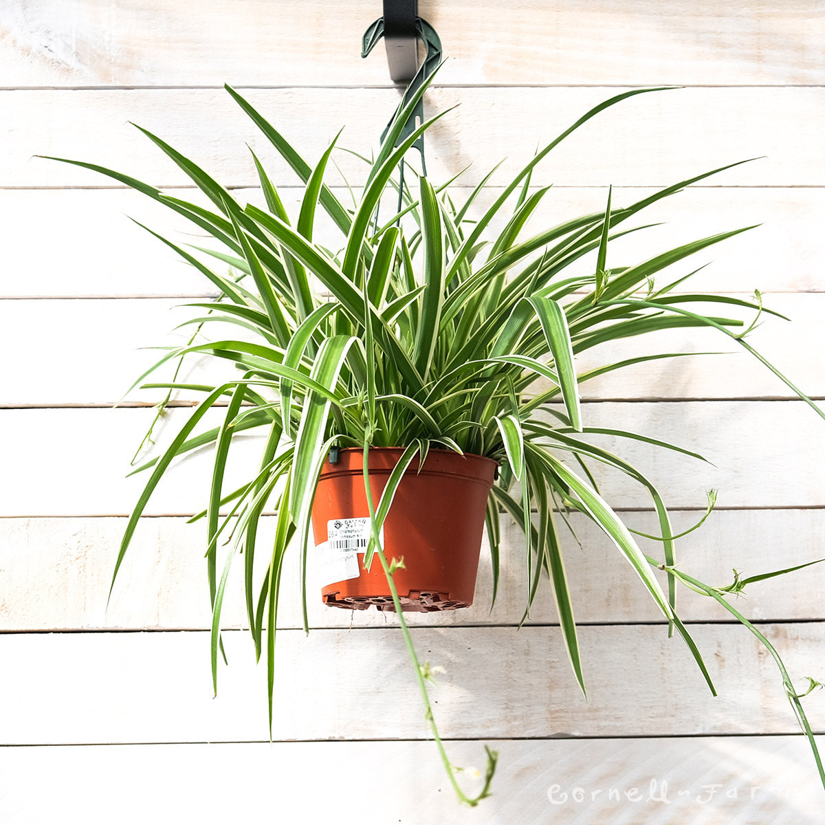 Chlorophytum comosum 6in Variegated Spider Plant