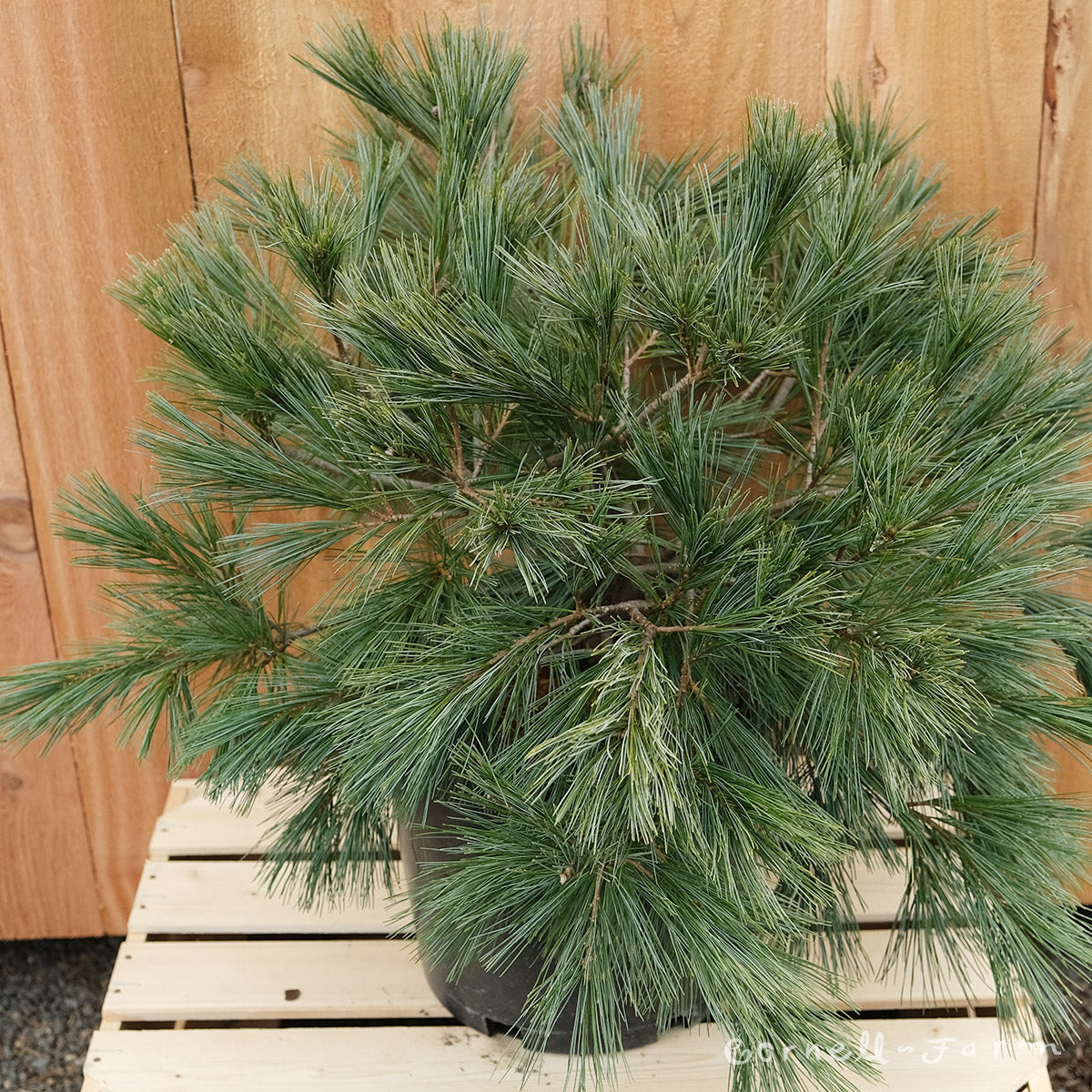 Pinus strobus Blue Shag 3gal. White Pine