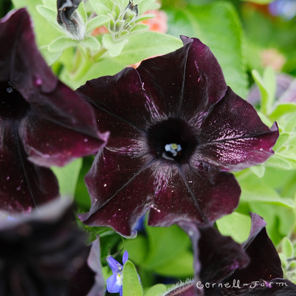 Petunia Black Mamba 4.25in Crazytunia CF