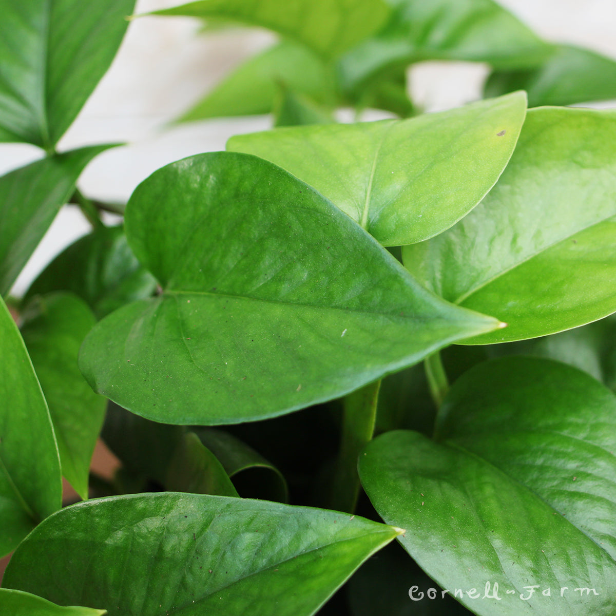epipremnum jade pothos Epipremnum aureum 6in Jade Pothos – Cornell Farm