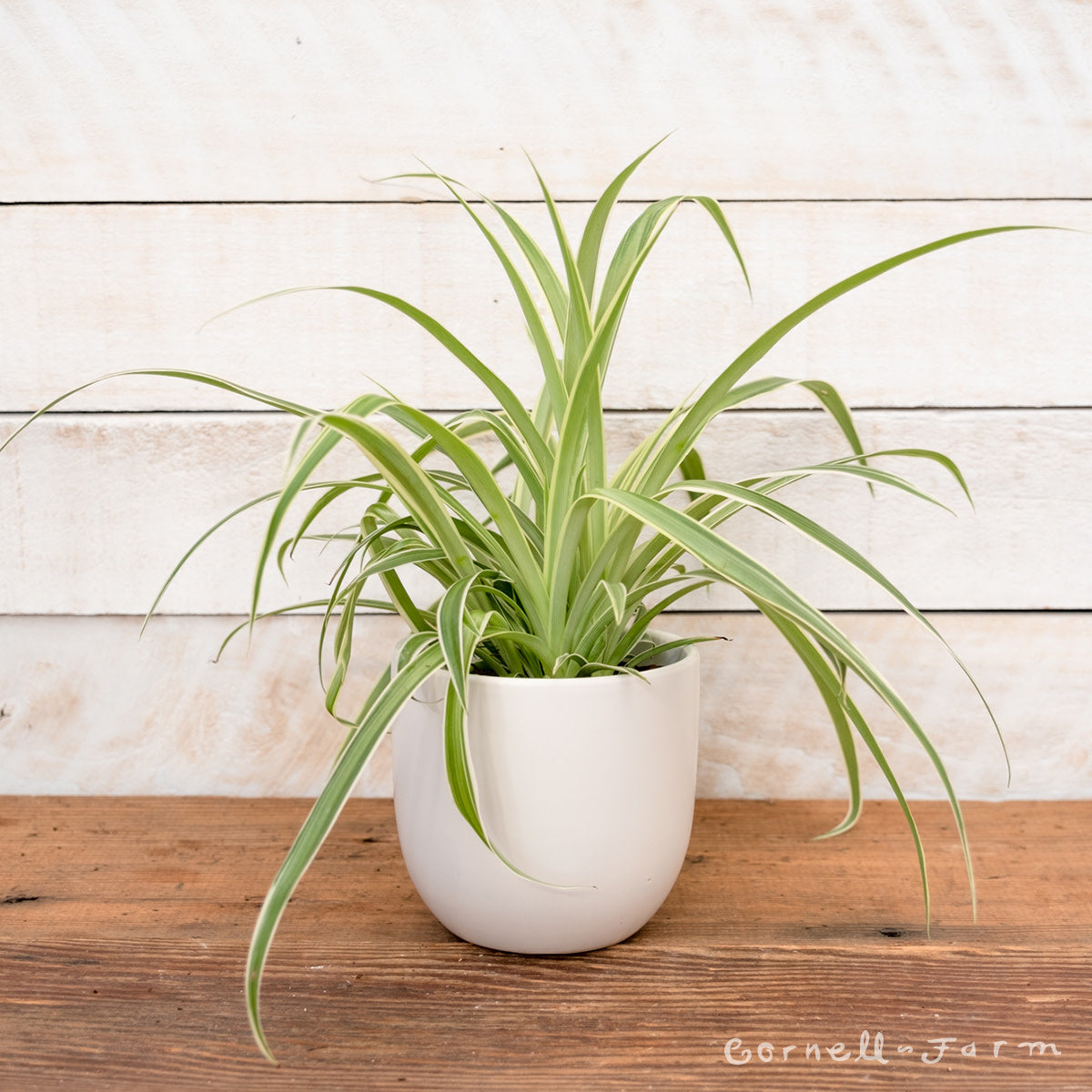 ocean spider plant Chlorophytum comosum 6in Ocean Spider Plant