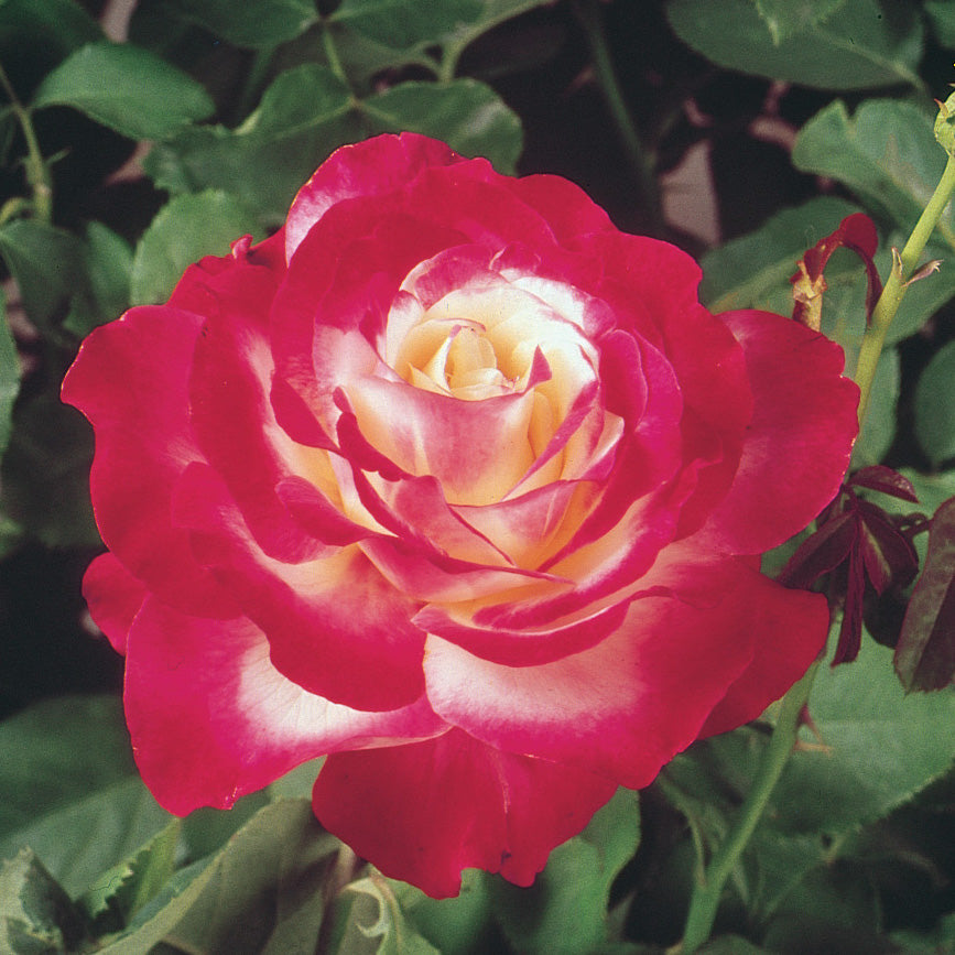 Rose Double Delight 5gal Hybrid Tea