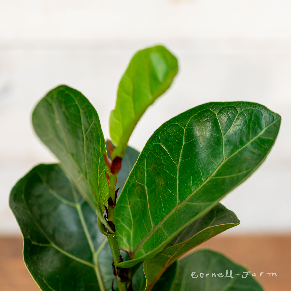 fiddle leaf fig baby plant Ficus lyrata compacta 4in Little Fiddle Leaf Fig – Cornell Farm