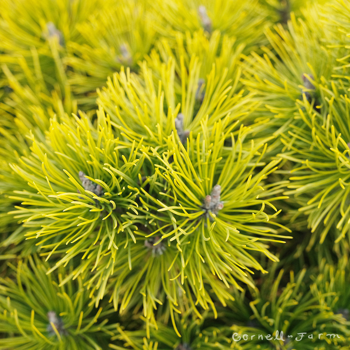 Pinus mugo Wintersonne 6gal Mugo Pine