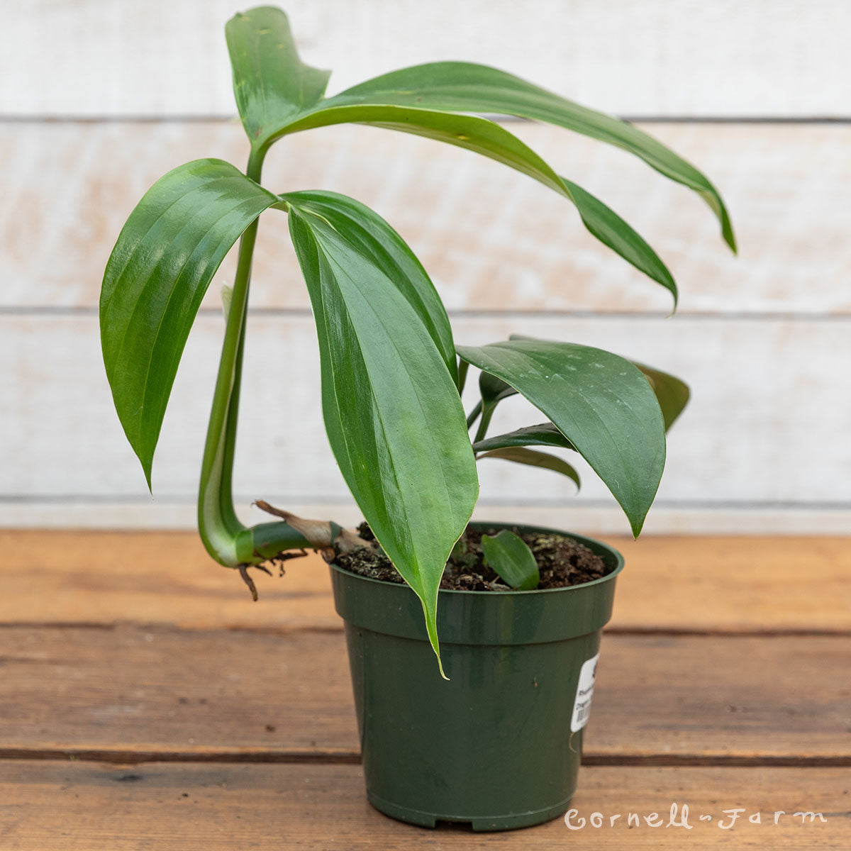 monstera dragon tail plant Rhaphidophora decursiva 4in Dragon Tail