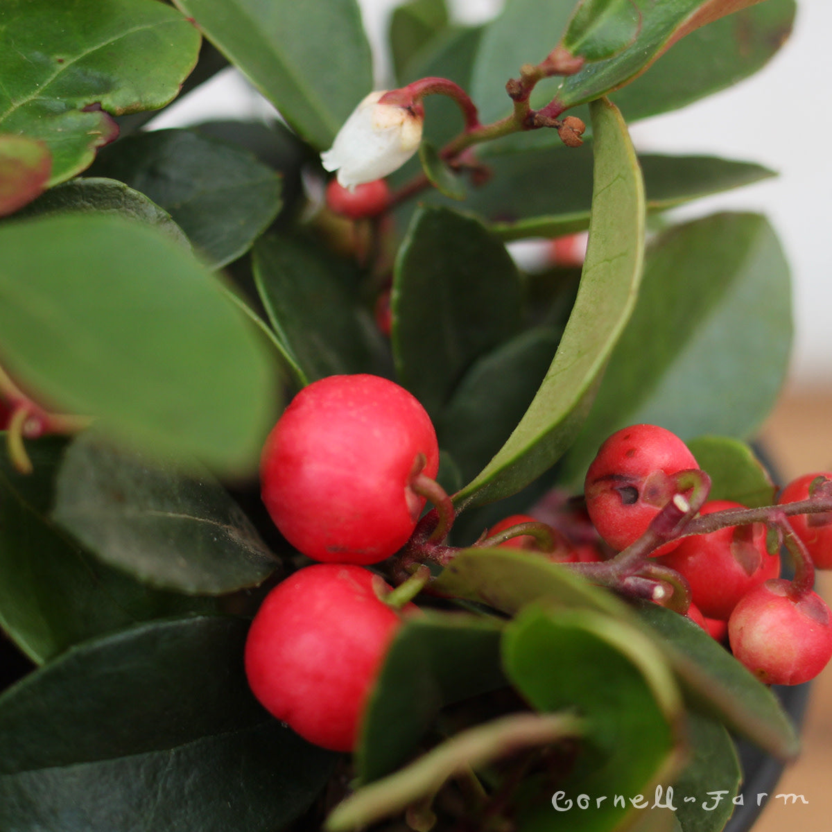 Gaultheria procumbens 6in Wintergreen – Cornell Farm
