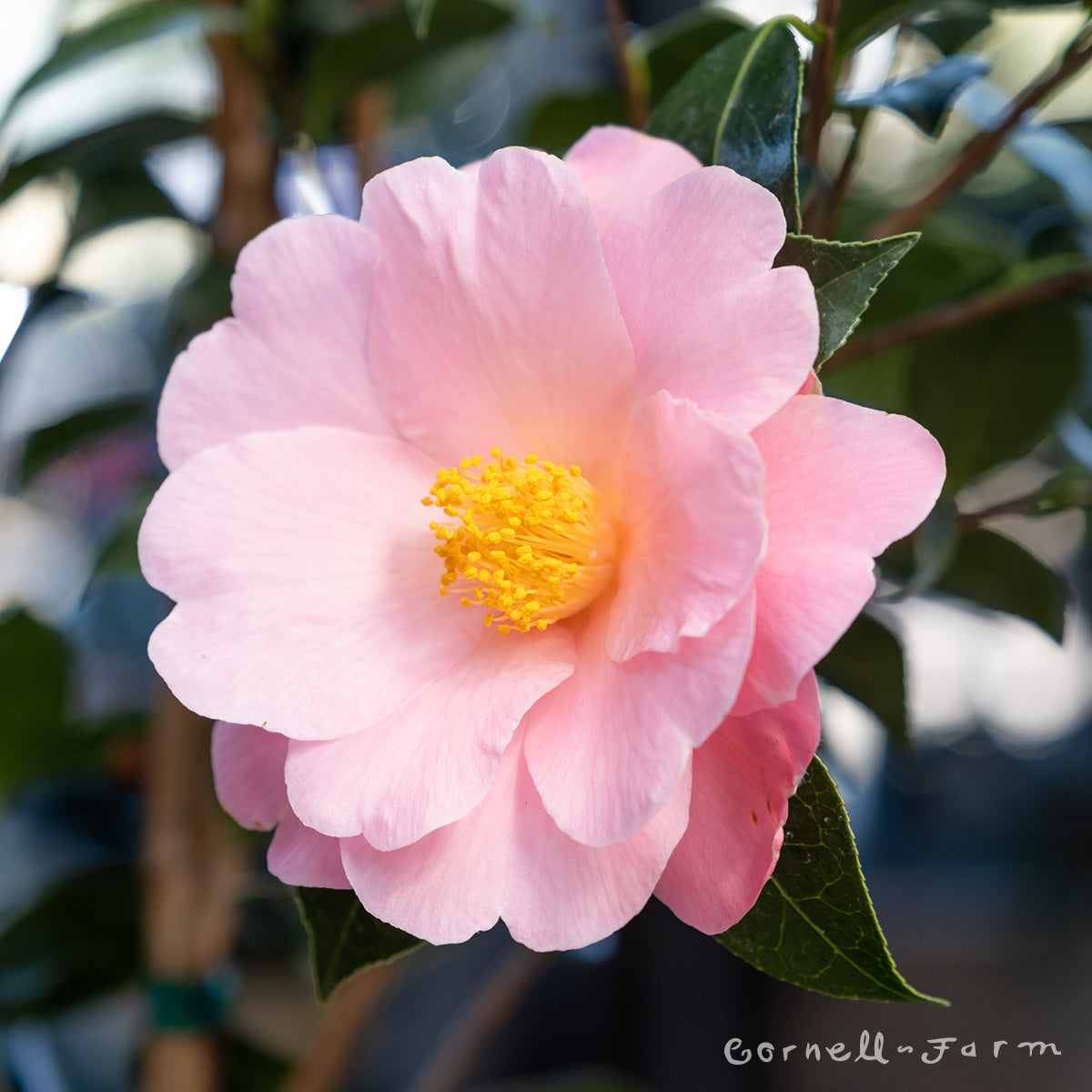 camellia pink Just Chill™ Double Pink Camellia | Proven Winners – Great Garden