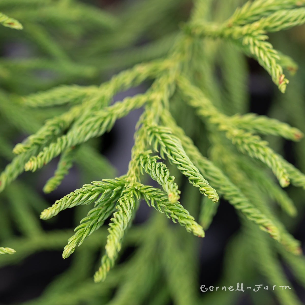 Cryptomeria j. Spiralis 1gal Japanese Cedar – Cornell Farm