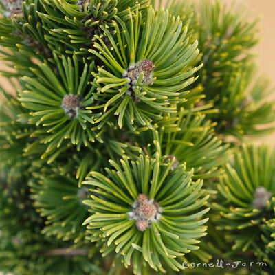 Pinus mugo Sherwood Compact 1gal