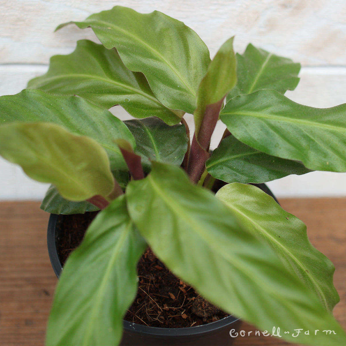 surculosa dracaena Dracaena surculosa 60 Zimmerpflanze 70cm 17cm kaufen main image 1