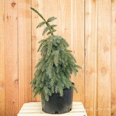 Picea omorika Pendula Bruns 6gal Serbian Spruce