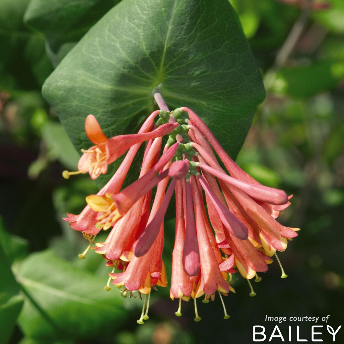 Lonicera x brownii Dropmore Scarlet 1gal Honeysuckle Vine