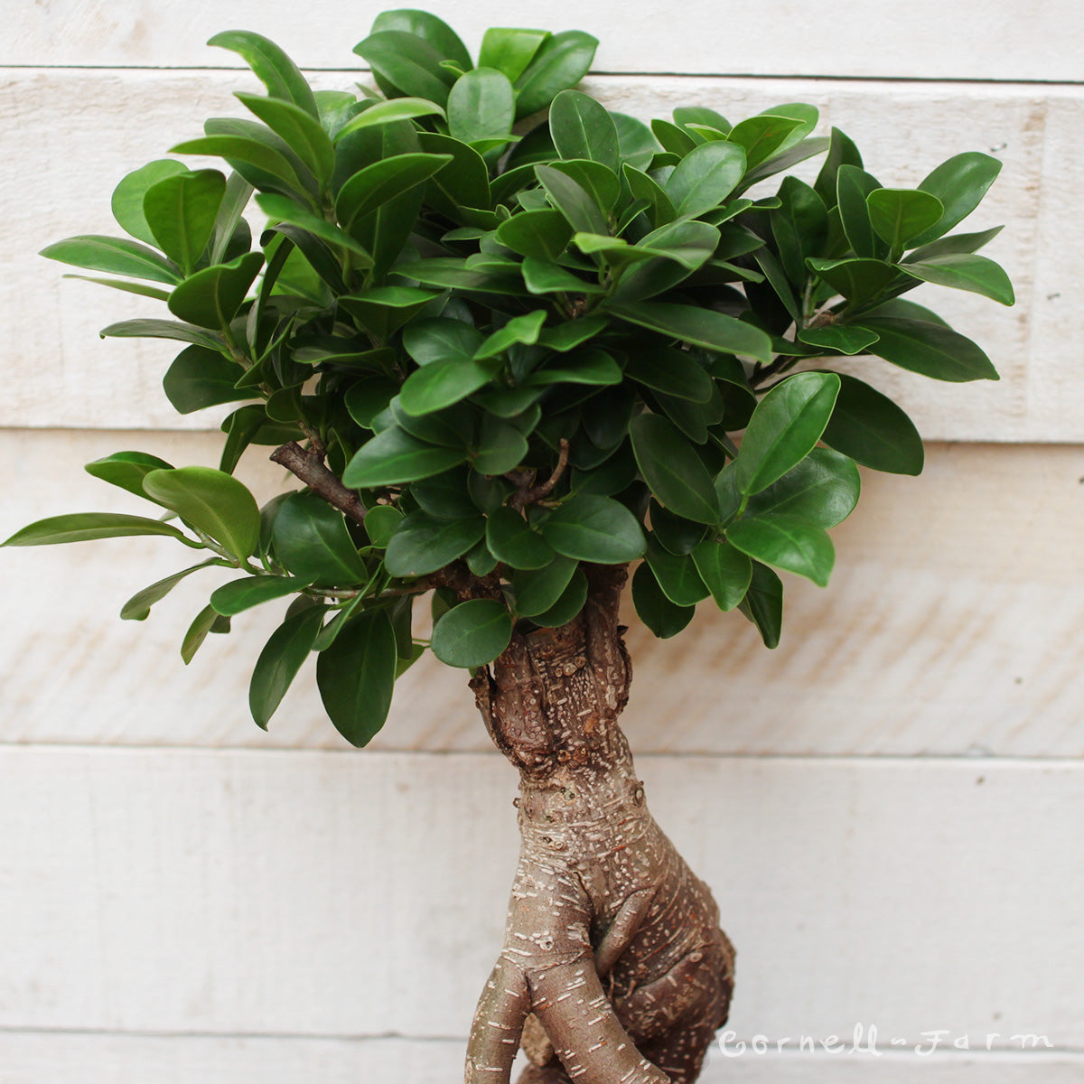 ficus microcarpa ginseng bonsai tree Ficus microcarpa 5in Ginseng Bonsai