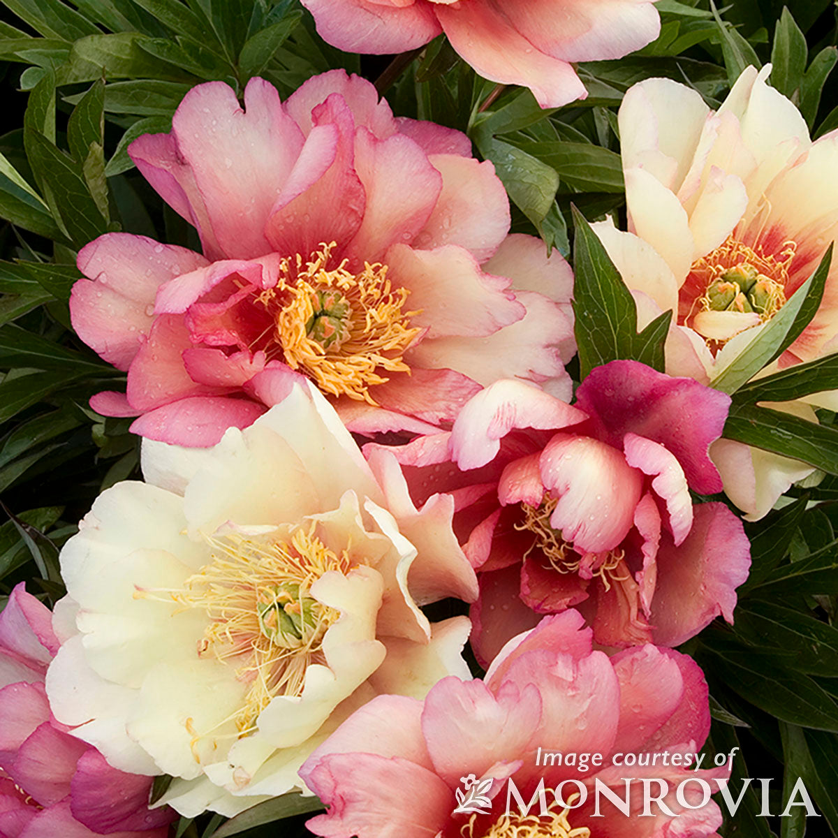 Paeonia Itoh Julia Rose 5gal Peony – Cornell Farm